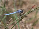 2007-07-25_Zuidelijke_oeverlibel_2_-_Spaanse Pyreneeen